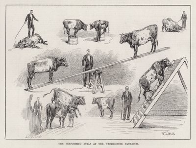 The Performing Bulls at the Westminster Aquarium (kaiverrus) tekijältä S. T. Dadd