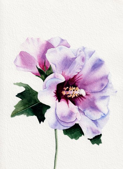 Violetti hibiskus kukkii tekijältä Salome