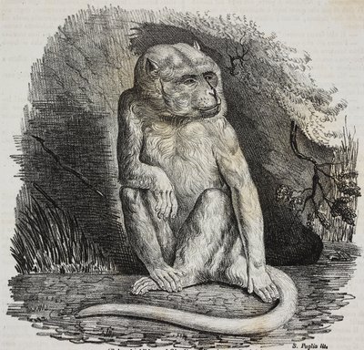 Albiinoapina Jardin des Plantesissa, Pariisin kasvitieteellinen puutarha, Ranska, Salvatore Puglian litografia Poliorama Pittorescosta, n:o 23, 14. tammikuuta tekijältä Salvatore Puglia