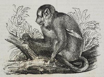 Yöapina douroucoulis (Aotus trivirgatus), litografia Salvatore Puglia Poliorama Pittorescosta, n:o 46, 25. kesäkuuta tekijältä Salvatore Puglia