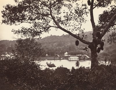 Kurkistus Upper Lake Roadilta, jossa näkyy temppeli ja saari puistoineen - hedelmäpuu etualalla, vuodelta 1865. tekijältä Samuel Bourne