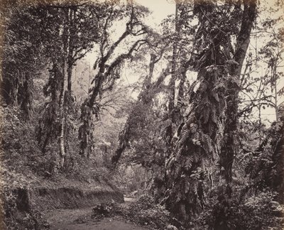 Darjeeling, metsämaisema ja Creepers, ja Tukvar Road tekijältä Samuel Bourne