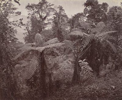 Darjeeling, Saniaisten ryhmä Lebongissa tekijältä Samuel Bourne
