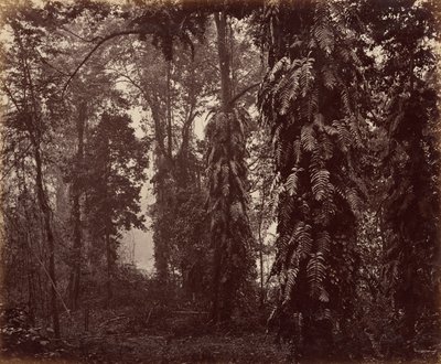 Darjeeling, Intia tekijältä Samuel Bourne