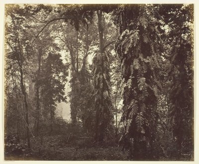 Darjeeling, Intia, n. 1865. tekijältä Samuel Bourne