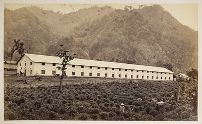 Selim Tea Estate, Darjeeling, uusi tehdas, alempi divisioona,  