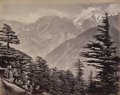 Ylempi Himalaja. Näkymä China Mountains -vuorten lähellä. Himalajansetrejä etualalla tekijältä Samuel Bourne