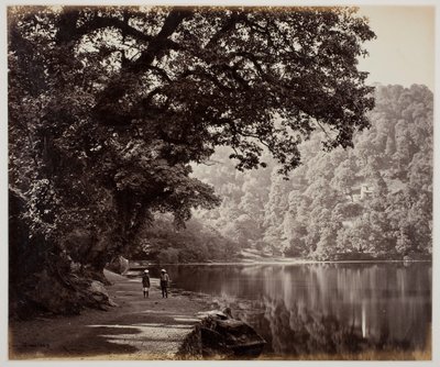Nimetön [puut lähellä vettä, Intia], 1870-luku. tekijältä Samuel Bourne