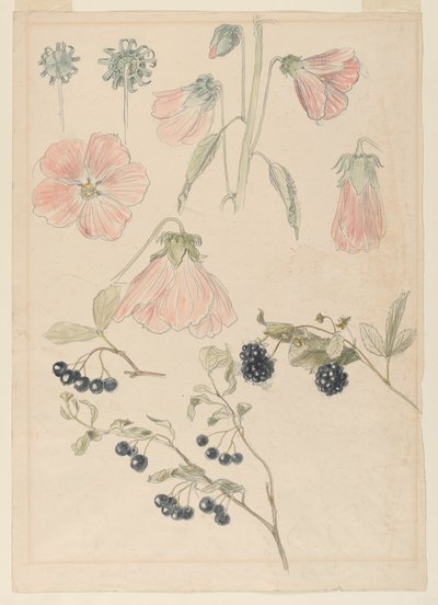 Estudis de detalls botànics: Hollyhocks, Blueberries i Blackberries finès tekijältä Samuel Colman