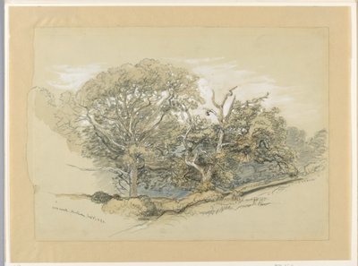 Piirustus, Oak Wood, Montauk, New York, 8. syyskuuta 1880. tekijältä Samuel Colman