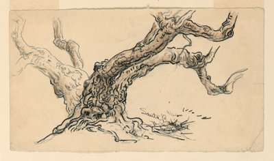 Piirustus, luonnokset. Sycamores, Santa Barbara, Kalifornia, n. 1888. tekijältä Samuel Colman