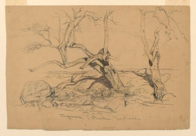 Piirtäminen, tutkimukset. Puut, Santa Barbara, Kalifornia, 3. helmikuuta 1888. tekijältä Samuel Colman