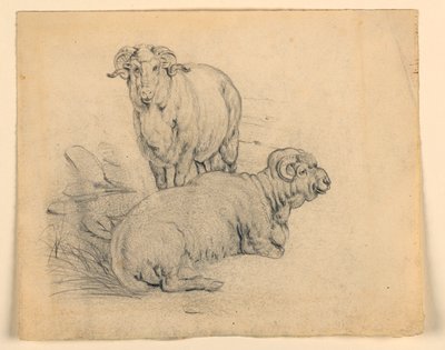 Piirustus, Tutkimus. Kaksi pässiä., n. 1850 tekijältä Samuel Colman