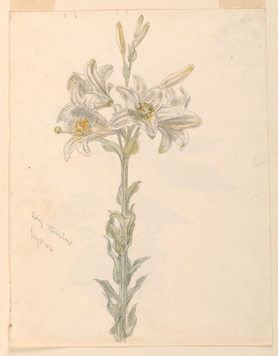 Lily, Stockbridge tekijältä Samuel Colman