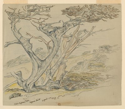 Tutkimus vanhoista sypressipuista, Cypress Point tekijältä Samuel Colman