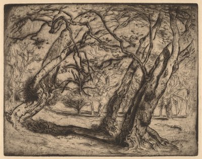 Nimetön (metsämaisema) tekijältä Samuel Colman