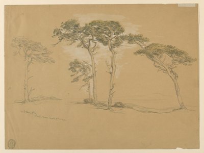 Windblown Pines, Pacific Grove. Verso: Tyynenmeren rannikkotie Point Suriin. tekijältä Samuel Colman