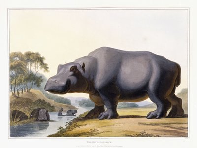 Virtahepo, 1804 tekijältä Samuel Daniell