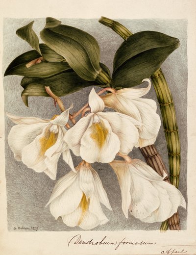 Dendrobium Formosum, n. 1839 (akvarelli) tekijältä Samuel Holden