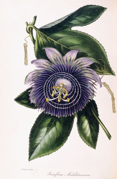 Passiflora Middletoniana, n. 1834-1849 tekijältä Samuel Holden