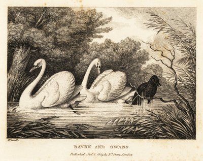 Korppi yrittää pestä ollakseen enemmän kuin valkoiset joutsenet. 1811 (etsaus) tekijältä Samuel Howitt
