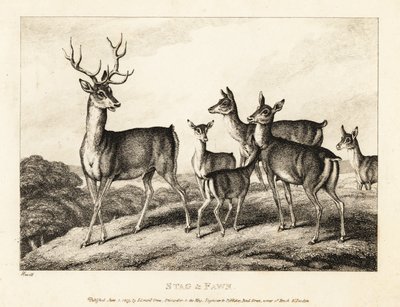 Polttarit, joilla on hirviöitä ja vasuja. Hirvi ja vasikka. 1811 (etsaus) tekijältä Samuel Howitt
