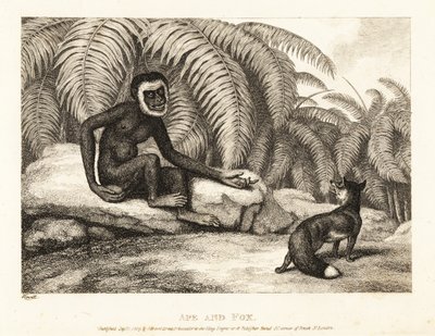 Hännäntön apina pyytää ketulta häntäänsä. Apina ja kettu. 1811 (etsaus) tekijältä Samuel Howitt