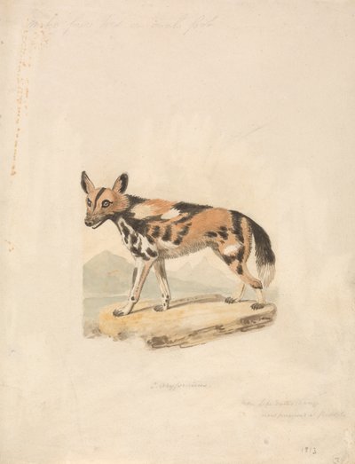 Abessinian Koira tekijältä Samuel Howitt