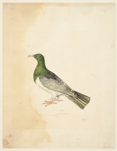 Lintu - Columba, n. 1765-22 (grafiitti, kynä ja harmaa muste ja akvarelli kudospaperille) tekijältä Samuel Howitt