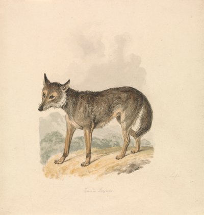 Canis Lupus tai harmaa susi tekijältä Samuel Howitt