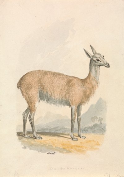 Laama tekijältä Samuel Howitt