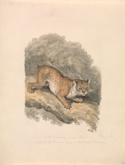Pohjois-Amerikan ilves tekijältä Samuel Howitt