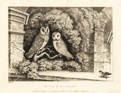 Kaksi pöllöä ja varpunen. 1811 (etsaus) tekijältä Samuel Howitt