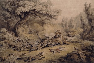 Villikoirat hyökkäävät tiikeriin, tekijältä Samuel Howitt