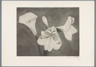 Amaryllis ja arum tekijältä Samuel Jessurun de Mesquita (signed by artist)