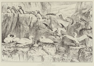 Birds on the Bass Rock, Natural History Museumissa, South Kensingtonissa tekijältä Samuel John Carter