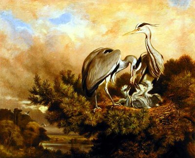 Heron Feeding The Young In A Pine Tree tekijältä Samuel John Carter