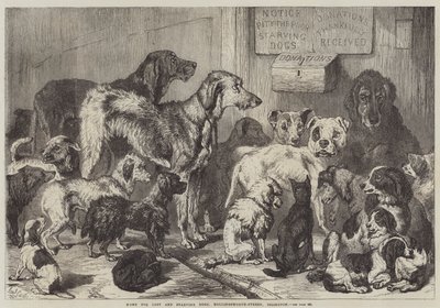 Kadonneiden ja nälkäisten koirien koti, Hollingsworth-Street, Islington tekijältä Samuel John Carter