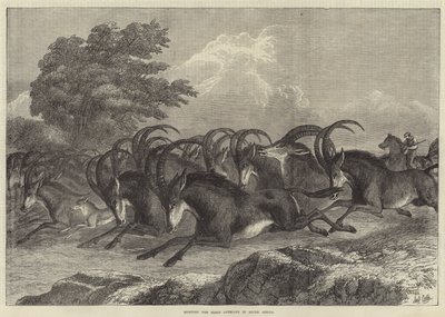 Sable-antiloopin metsästys Etelä-Afrikassa tekijältä Samuel John Carter