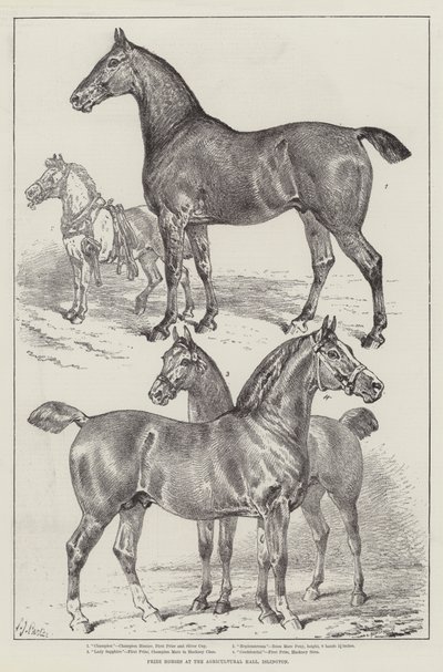 Palkintohevoset Agricultural Hallissa, Islingtonissa tekijältä Samuel John Carter