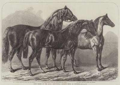 Palkintohevoset Royal Agricultural Societyn näyttelyssä Leicesterissä tekijältä Samuel John Carter