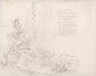 Foxgloves tekijältä Samuel Palmer