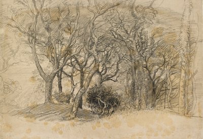 Study of Trees, Clovelly Park, 1834 tekijältä Samuel Palmer