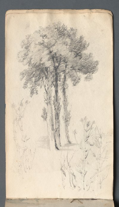 Luonnoskirja: Puututkimus, 1814. tekijältä Samuel Prout
