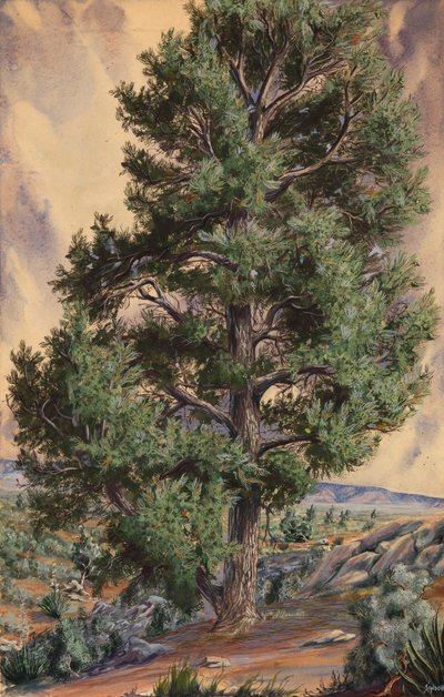 Pine Tree, n.d. tekijältä Sandow