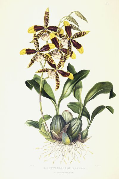 Odontoglossum Grande, n. 1837-1843 tekijältä Miss Drake