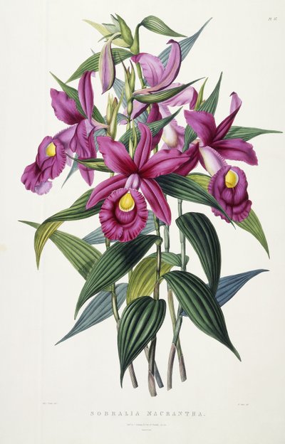 Sobralia Macrantha, n. 1837-1843 tekijältä Miss Drake