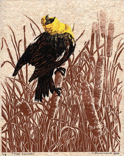 Cattail Cantata, 2017 (Linoleikkaus) tekijältä Sarah Drummond