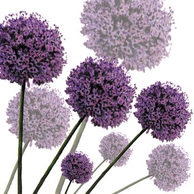 Allium Fernandez, 2004 (digitaalinen) tekijältä Sarah Hough