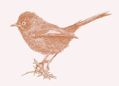 Dartford Warbler, 2017 tekijältä Sarah Hough